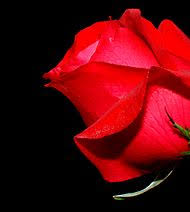The modern rose was created by spanish designer javier mariscal. Socialdemokraterna Sverige Wikipedia