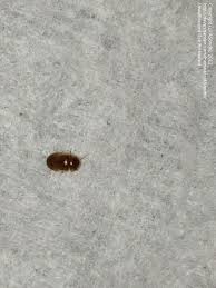 May 10, 2018 · drain flies are small—measuring an eighth of an inch, which is about the size of a fruit fly or a gnat (it's easy to confuse them, as a matter of fact). Insect And Spider Identification I Keep Finding These Little Brown Bugs In My Apartment 1 By Asondhi