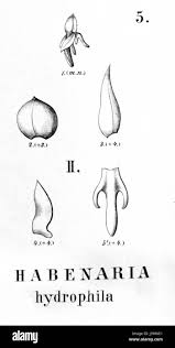 Image result for Centrostigma occultans