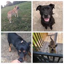 #adoptdontshop #doglover #rescue #goodkarma #thedodo #ellen subscribe to our youtube channel. Good Karma Puppy Rescue Home Facebook