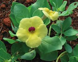 Image result for Pterodiscus aurantiacus