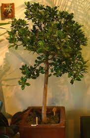 Image result for Ficus muelleriana