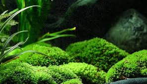 Image result for Elatine