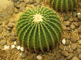 We did not find results for: Free Photo Cactuses Cactus Green Nature Free Download Jooinn