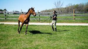 How Often Do Racehorses Race Annual Monthly And Lifetime
