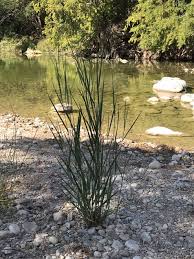 Image result for Panicum pansum