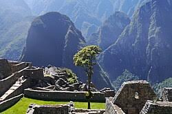 Image result for Erythrina falcata