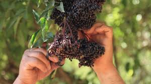 This tea can also help increase the urine the bark, leaves, and seeds of the elder plant are toxic and should be completely avoided. What Is Elderberry And What Are Its Benefits Rishi Tea Botanicals Botanicals
