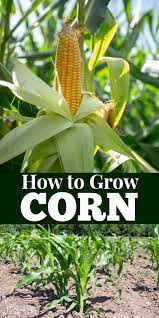 Gardeners with plenty of room in a vegetable garden should consider planting several rows of sweet corn for a bountiful harvest later in the summer. How To Grow Corn Growing Corn Growing Sweet Corn Corn