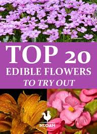 Check spelling or type a new query. Top 20 Edible Flowers To Try Out New Life On A Homestead