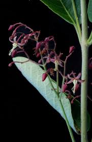 Image result for Tacazzea apiculata