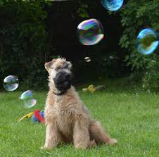 A unique looking breed with a fascinating history. Soft Coated Wheaten Terrier Club Of Great Britain Pets
