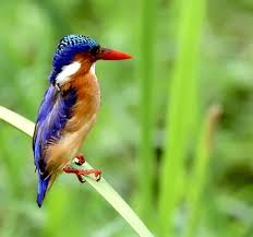 Tagesbeschreibung heute kommen sie mit ihrem internationalen flug am kilimandscharo airport an. Kenia Tansania Sansibar Bewertung Rundreise Ostafrika Keniaurlaub Vom Kenia Spezialisten Reisekontor Schmidt