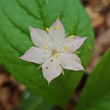 Image result for Lysimachia tenuicaulis