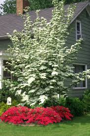 White flowering dogwood is a medium growing flowering tree. Buy Hybrid White Dogwood Tree For Sale Free Shipping 3 Gallon Pot Size For Sale Online From Wilson Bros Gardens