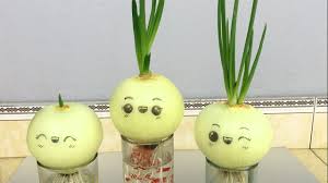 Ein interessanter vorschlag mit steinen Gartendeko Selber Machen Zwiebel Einpflanzen Keimende Garten Deko Ideen Fur Den Sommer Youtube