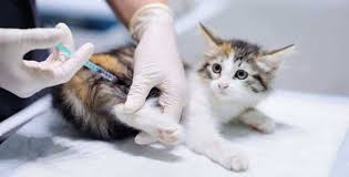 Harga kucing yang telah divaksin lebih mahal biasanya di pasaran kucing yang telah divaksin dengan kucing yang belum divaksin harganya berbeda. Apa Yang Anda Perlu Tahu Mengenai Vaksinasi Kucing The Mamamiaow