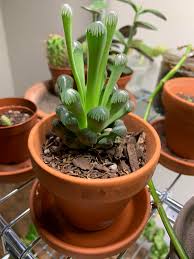 Although the set of emojis have been used since they were available for iphone in 2011, the action of performing the finger touch or adding it to text in. Help I Rescued This Lovely Etiolated Haworthia From Work It Was One Of My Favorites And Has Been Mistreated How Can I Restore Her To Her Former Glory Clip The Et Fingers Or