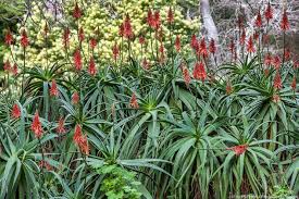 Image result for Aloe arborescens × musapana