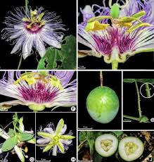 Image result for Passifloraceae