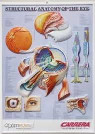 Welcome To The Teamtogs Online Store 3d Anatomical Chart