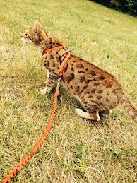 Bengal Cat He S My Baby Boy Only A Year Old And Is As Big As A Full Grown Cat He Is Still Growing His Name Is Taz Exemplo De Vida