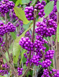 Purple Berries Of Callicarpa Profusin Great Winter Berried Plant For The Garden Berry Plants Creative Gardening Berries