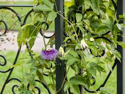 Make sure this fits by entering your model number. Popular Flowering And Vines And Climbers