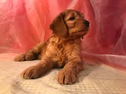 Find the best responsible breeders near you. Male Standard Goldendoodle Puppies For Sale Ia Mn Il 950