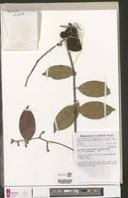 Image result for Ancylobothrys scandens