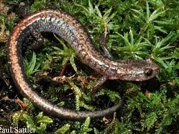 We hebben dergelijke informatie gevonden over salamander, n\a: It S Time For The Thursday Edition Of