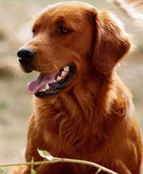 Our love affair with golden retrievers started in 1995, after we lost our first hunting dog, haley, of fifteen years, a springer spaniel of dubious lineage but a terrific hunting companion just the same. Dark Red Golden Retriever Puppies For Sale Near Me Petfinder