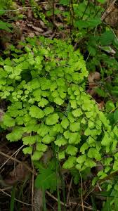 Image result for Adiantum vogelii