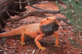 Image result for Pogonarthria