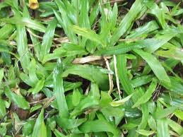 Image result for Urochloa arrecta