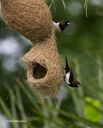 Birds With Their Nests Pictures Baya Weaver Birds Infian Name Sugri Nest Gujrat India Beautiful Birds Pretty Birds Bird