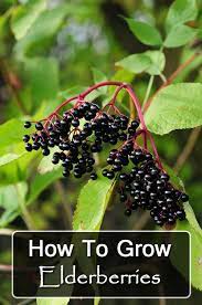 How To Grow Elderberries Elderberry Elderberry Plant Growing