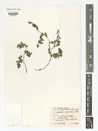 Image result for Arthropteris palisotii