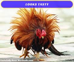  Bad Hair Day Or Not He D Look Great On A Grill Wildgame Bbq Foodie Hunter Vegan Dinner Animals Bangkok Free Pictures