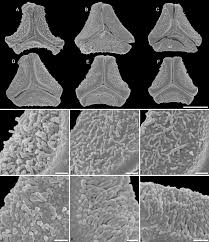Image result for Phragmanthera crassicaulis