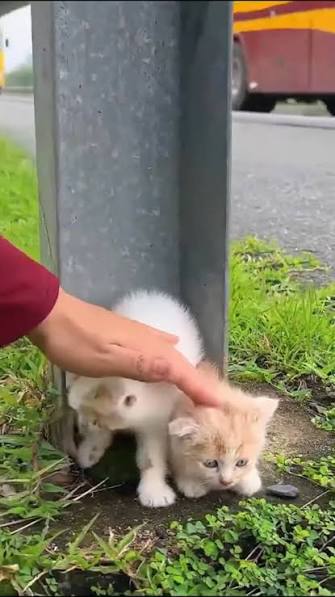 A brave woman navigated four lanes of highway traffic to rescue a tiny, stranded kitten. 🐱🛣️ A rescuer named Taz noticed a frightened kitten hiding beneath a guardrail on a busy highway.
