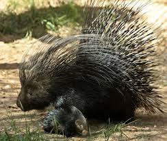 In massachusetts, pest birds can cause significant damage to structures and other property. Dangerous Animals Of Oregon 13 To Avoid Oregonlive Com