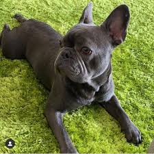 French bulldog lilac and tan boy and solid blue boy for sale , ready to go , kc registered , first injection and micro chip already done , wormed , mum is fawn and carries blue. French Bulldog Dogs And Puppies For Sale Newdoggy Com