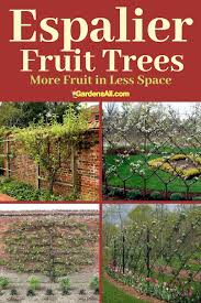 See more ideas about espalier fruit trees, fruit trees, garden. Espalier Fruit Trees More Fruit In Less Space Gardensall