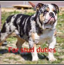 How much is an english bulldog puppy? Studs Ellehcim Pace Your Pooch