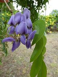 Image result for Bolusanthus speciosus