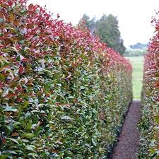 Image result for Eugenia