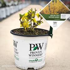 Nothing Says Spring Like A Forsythia Show Off Sugar Baby Is Starting To Bloom In The Greenhouse That Great Thing Abou In 2020 With Images Flowering Shrubs Plants Online Shrubs