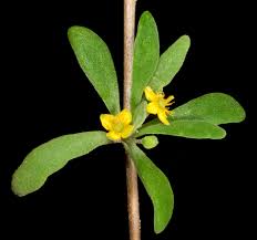 Image result for Tetragonia spicata