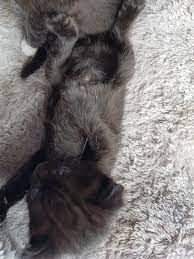 1st kitten 1 male gray tabby short haired with ears black on back and white in front makes him look like a silver tiger he is biggest of all three. 3 And A Half Week Old Kitten Fur Question Long Hairs Growing On Legs And Belly Thecatsite